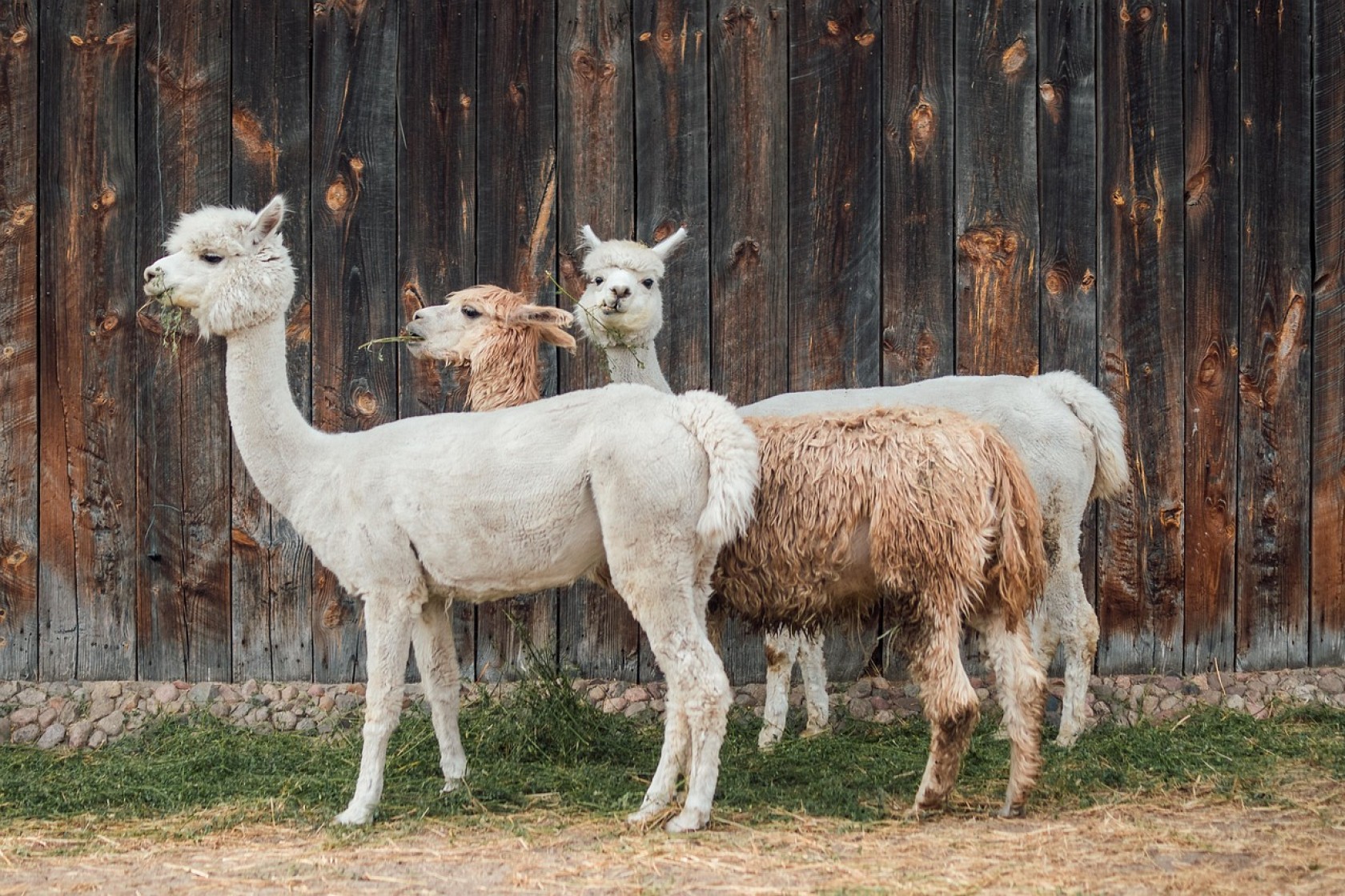DEF - alpaca-4357188_1280.jpg